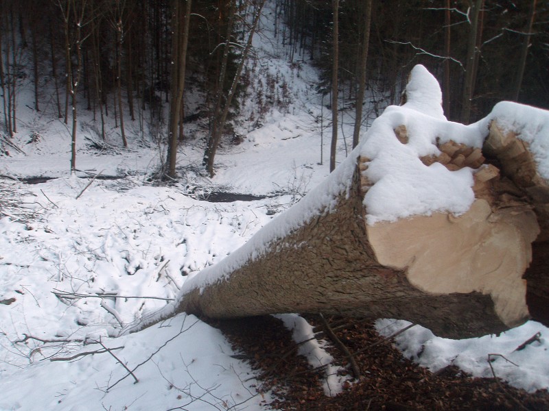 233_(2011-01-28)_05.jpg